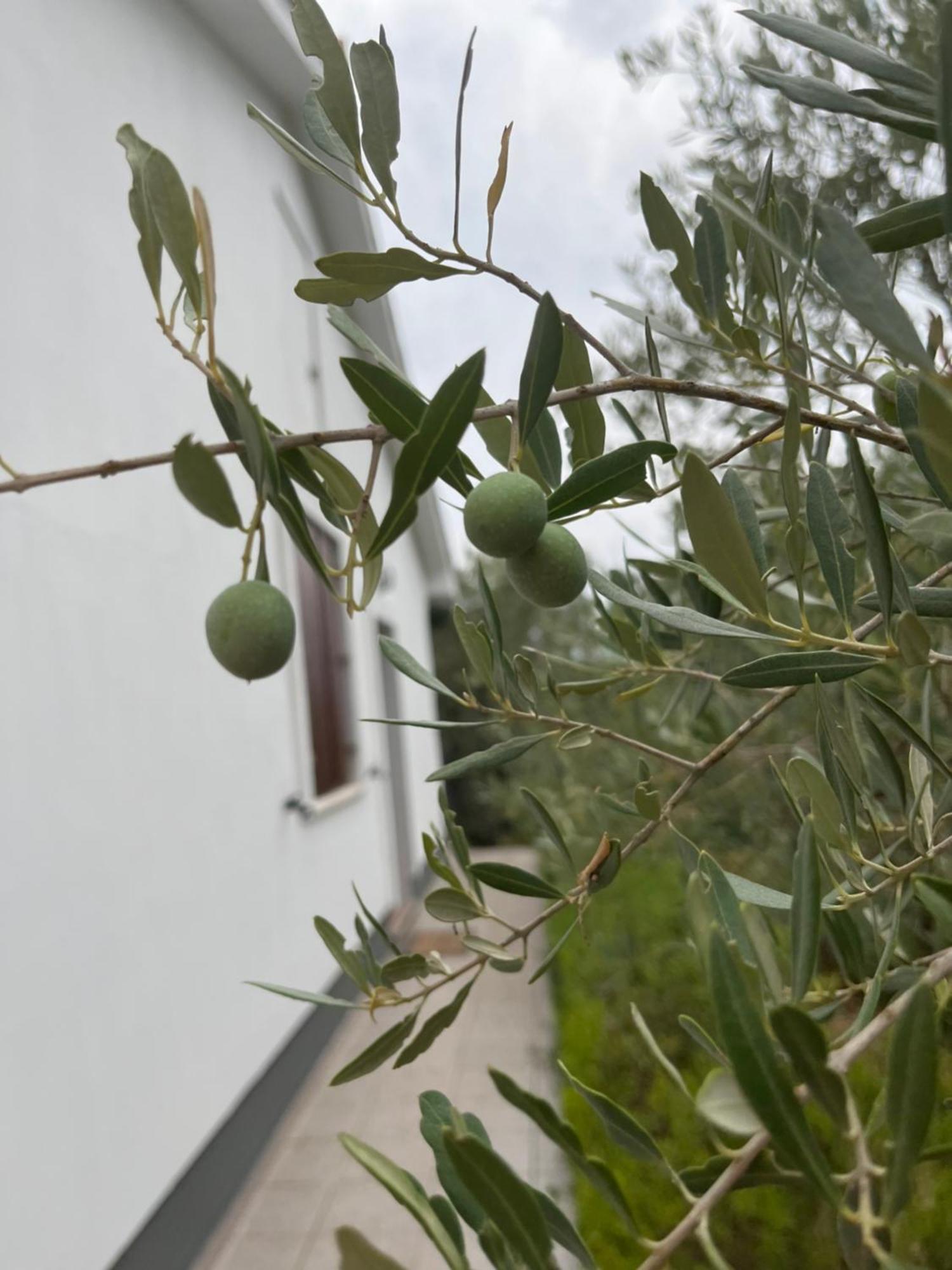 Apartman Ruza Brzac Εξωτερικό φωτογραφία